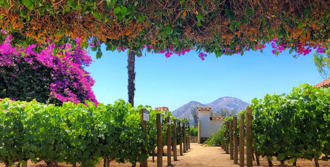 Casos de Éxito: Paisaje de viñedos bajo pérgola de buganvilias, representando la innovación en el sector vitivinícola y la gestión de proyectos agrícolas sostenibles con INNK.